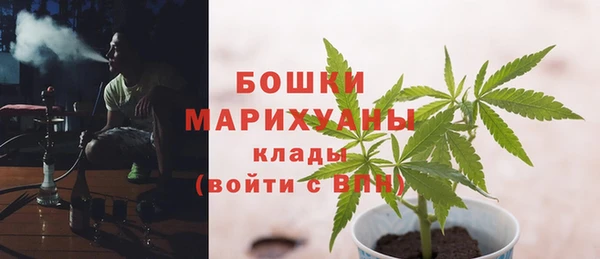 прущие грибы Верея
